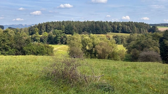 Grüne hügelige Landschaft mit satten Wiesen und Wäldern