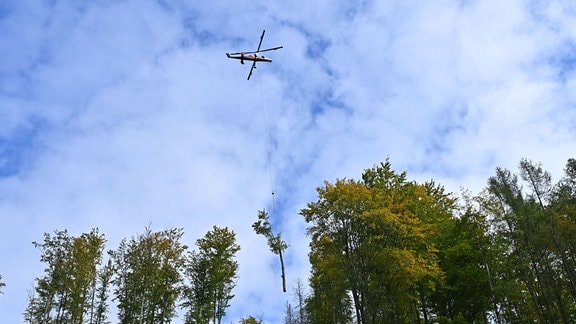 Ein Hubschrauber transportiert einen Baum