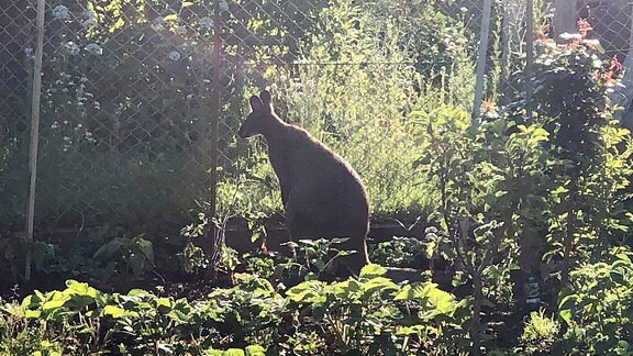 Ausgebrochenes Känguru in Gartenanlage