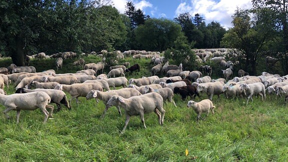 Schafe auf einer Weide.