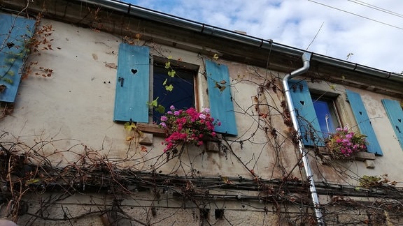 Impressionen vom Rittergut Endschütz. Hier Fenster im Nebengebäude mit Blumen