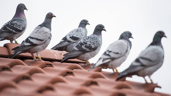 Mehrere Tauben sitzen auf einem Dach.