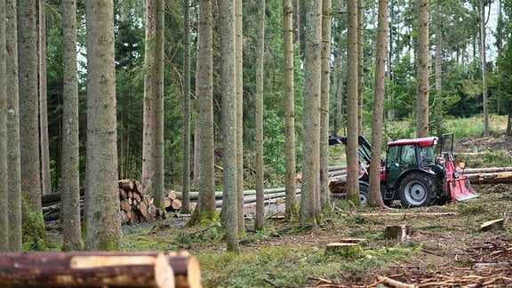 Ein Traktor steht im Wald neben gefällten Bäumen.