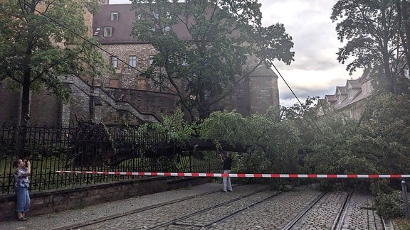 Ein umgestürzter Baum hinter dem Domplatz in Erfurt