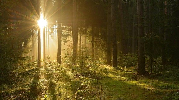 Morgensonne bricht durch nebligen Fichtenwald