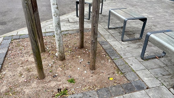 Vor zwei Bänken steht ein Baum um den zahlreiche Zigarettenstummel liegen.