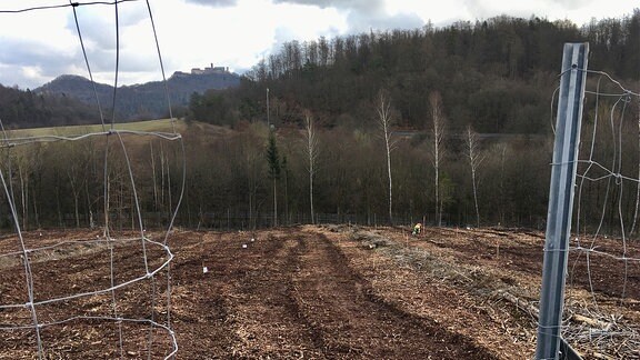 Ein eingezäuntes Gelände mit Blick zur Wartburg auf dem junge Eichen gepflanzt werden. 