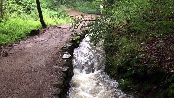 Ein Bach fließt durch eine Schlucht im Wald, daneben verläuft ein Waldweg. 
