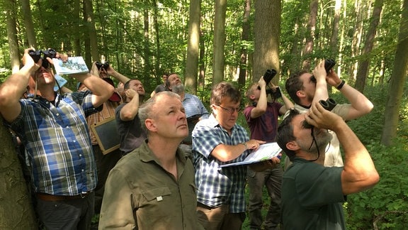 Mehrere Männer stehen mit Ferngläsern und Heftern im Wald und blicken nach oben zu den Baumkronen hinauf