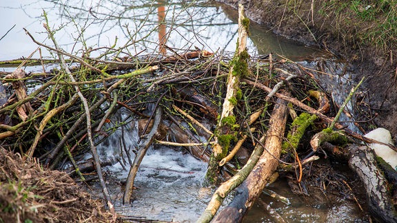 In einem Fluss angestautes Wasser an einem Biberdamm