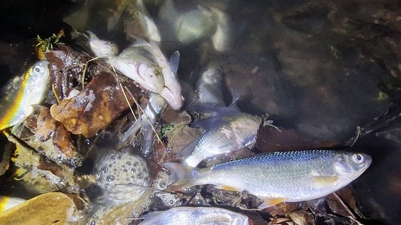 Tausende tote Fische wurde an der Talsperre Wechmar im Kreis Gotha gefunden.