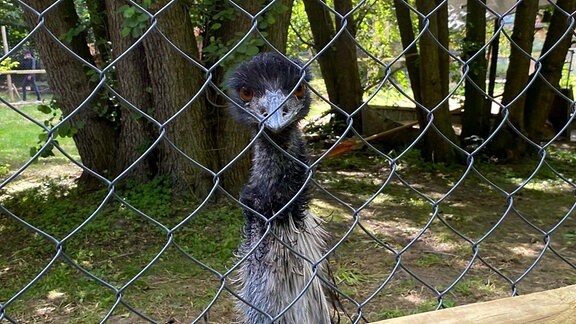 Ein Emu an einem Zaun
