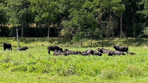 Herde Wasserbüffel