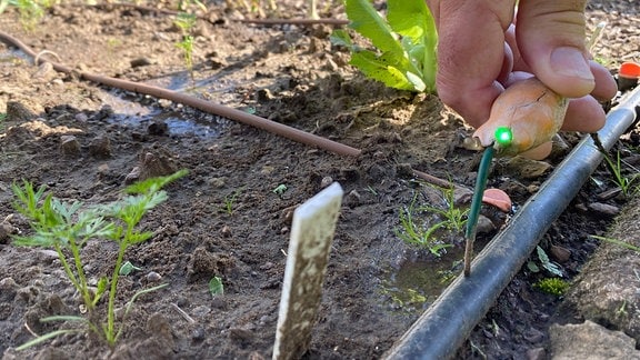 Ein schwarzer Schlauch in einem Beet