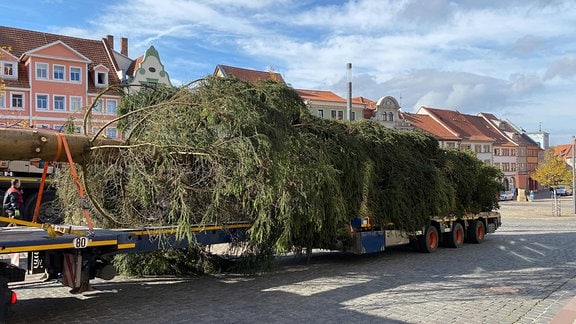 Ein großer Tannenbaum liegt auf der Ladefläche eines Lkw