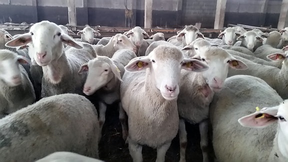 Schafe im Schafstall Agrarprodukte Schwabhausen