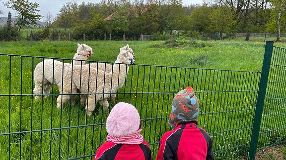 Zwei Kinder stehen am Zaun und schauen Alpakas an.