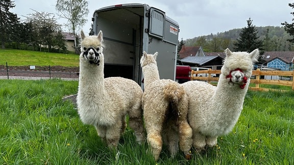 Die zwei Alpaka-Jungstuten Flora und Alma und Alpakahengst Pako erkunden ihr neues Zuhause. 