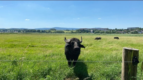 Ein Büffel auf der Weide.
