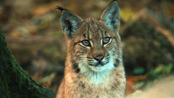 Ein Luchs sitzt in einem Wald