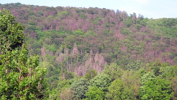 Bewaldeter Hang miut vielen vertrockneten brau-graunen Bäumen