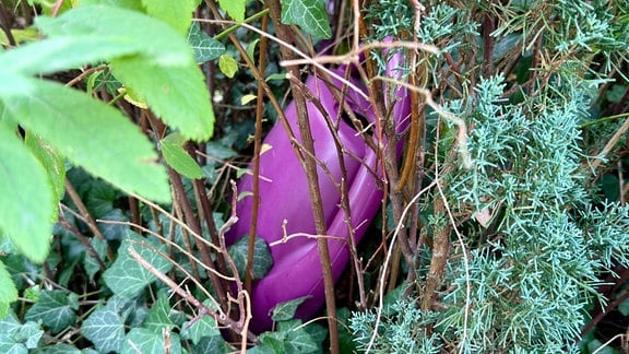 Eine lilafarbene Gießkanne liegt versteckt im Gebüsch. 