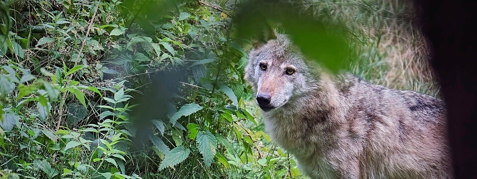 Sind politik Dempsey Wolf-Hund-Mischlinge müssen getötet werden | MDR.DE