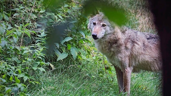 Wolf im Unterholz