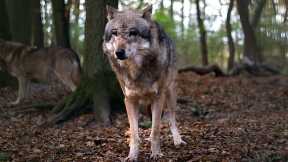 Wolf in einem Gehege mit anderen Wölfen