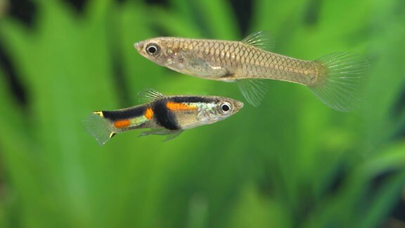 Zierfische Guppys