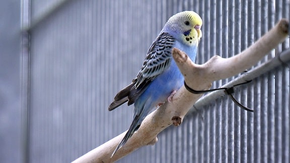 mehr Vögel werden im Tierheim Leipzig abgegeben