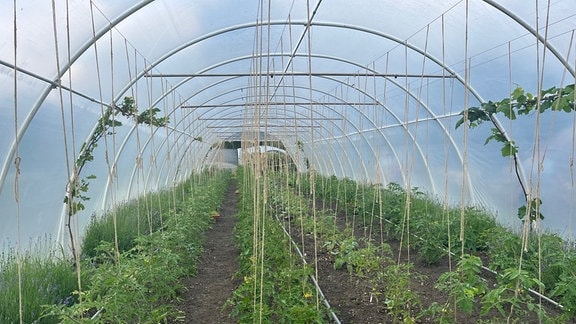 Ein Gewächshaus mit vielen Tomatenpflanzen