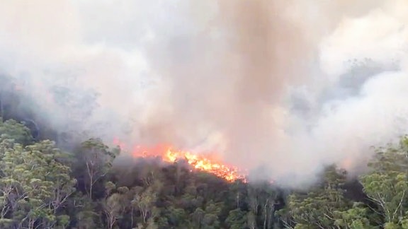 Flammen lodern und Rauch steigt auf in einem Waldstück.