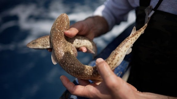 Kleiner Fisch in den Händen eines Mannes