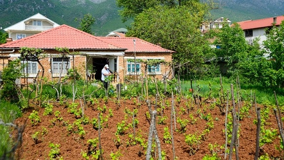 Vor einem Haus in Albanien wächst Wein.