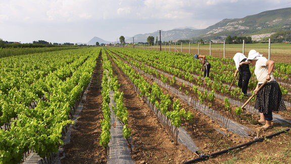 Weinanbau in Albanien