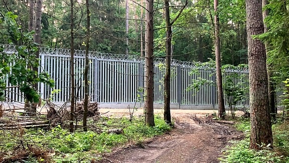 Durch den Bialowieza-Urwald verläuft ein Zaun entlang der polnisch-belarussischen Grenze