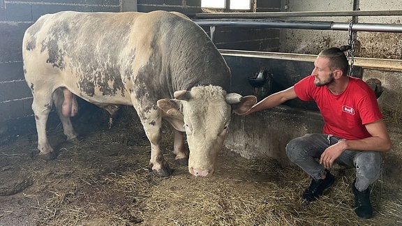 Ein Mann und ein Stier.