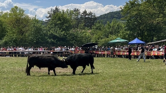 Zwei Stiere auf einer Wiese. Im Hintergrund sehen Menschen zu.