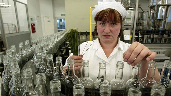 Mitarbeiterin gibt den für Zubrowka-Wodka charakteristischen Bison-Grashalm während der Abfüllung hinzu