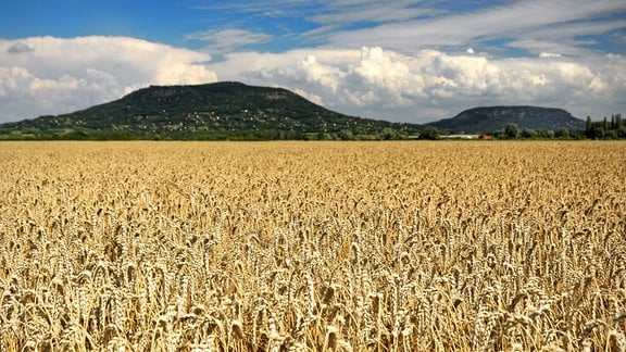Getreidefeld in Ungarn