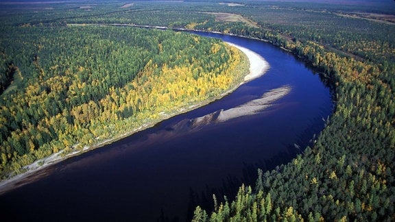 Luftaufnahme: Fluss in Wald