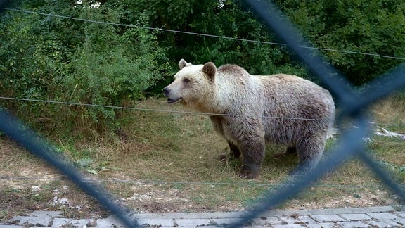 Bär Gjina im Bärenwaldgehege