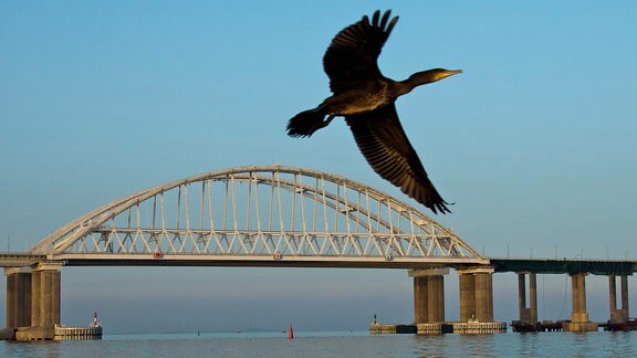 Ein Kormoran fliegt vor einer Brücke