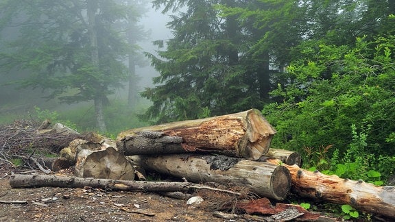 Abgeholzter Wald in Rumänien