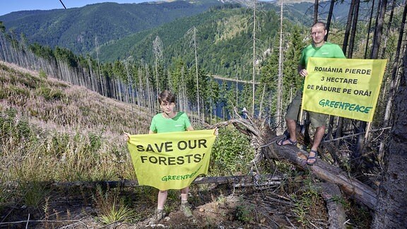 Greenpeace Aktivisten am Rande eines abgeholzten Waldes in Rumänien