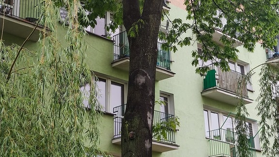 Angebliche Marienerscheinung an einem Baum in Parczew, Polen