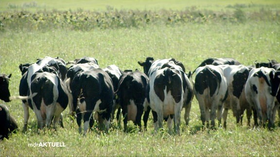Kühe stehen auf einer saftigen Weide