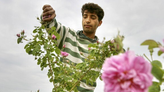 Junger Mann bei der Rosenernte im Rosental bei Kasanlak