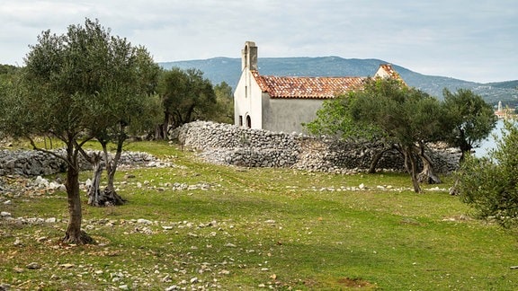 Kroatien Olivenernte